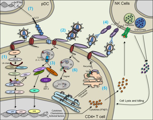 Figure 2