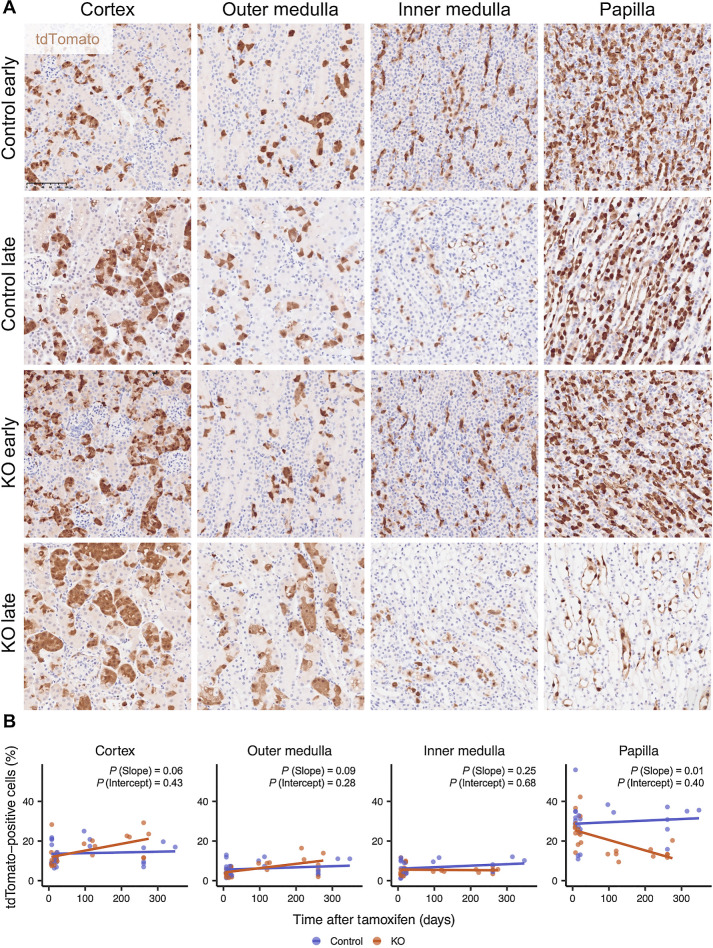 Figure 4. Renal cortex, but not the papilla, is permissive to long-term survival of Vhl-null cells. A, Representative tdTomato IHC counterstained with hematoxylin in different renal anatomical regions of Control or KO mice harvested at the early or late time points. Scale bar, 100 μm. Magnification, ×20. B, Proportion of cells that are tdTomato-positive in different regions of the kidney as quantified by tdTomato IHC in kidneys from Control or KO mice harvested at different intervals after recombination. n = 7F, 16M for all regions for KO; n = 9F, 15M; 9F, 15M; 9F, 14M; 8F, 14M for cortex, outer medulla, inner medulla, and papilla, respectively, for Control. Line denotes linear regression. Significance testing performed for slope and intercept of linear regression by t test.