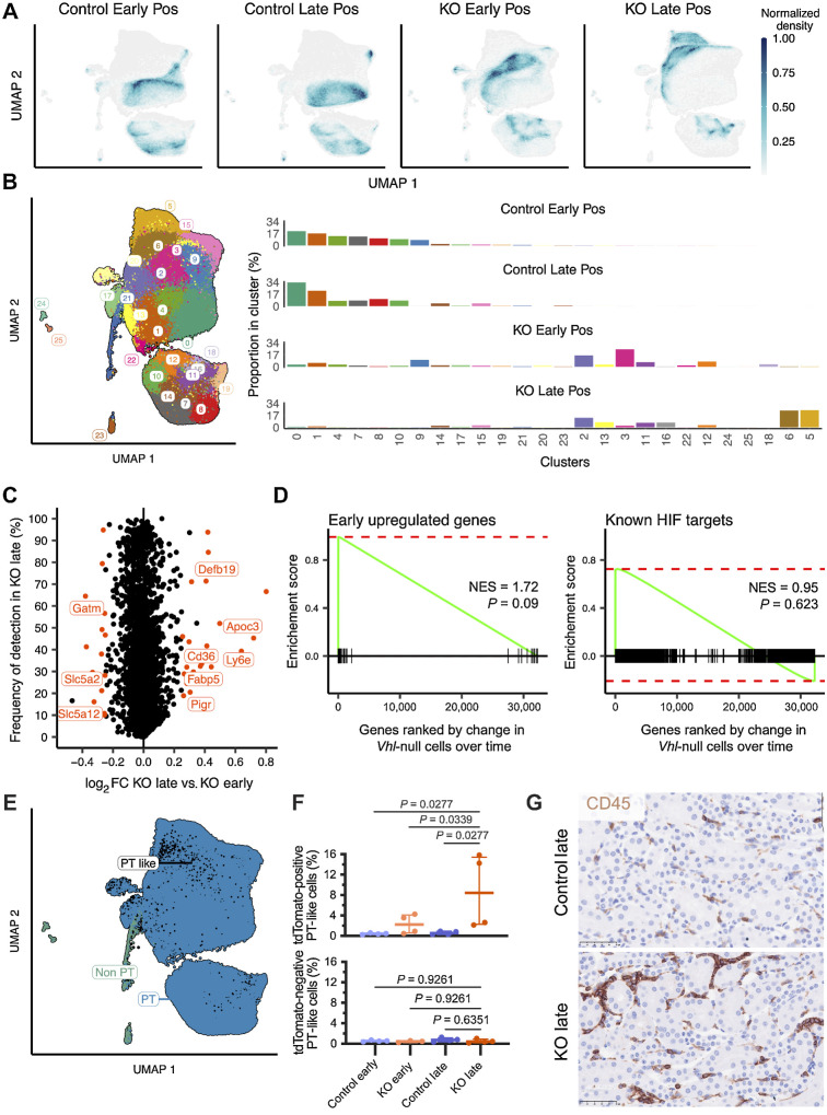 Figure 5. Vhl-null cells specifically undergo time-dependent alterations in gene expression. A, Density plot depicting UMAP distribution of tdTomato-positive cells from kidneys of Control and KO mice harvested at the early or late time points. B, Left, UMAP plot depicting tdTomato-positive cells from Control and KO mice harvested at the early and late time points colored by UMAP cluster. Right, proportion of cells from each condition belonging to any cluster. C, Scatter plot depicting frequency of expression in tdTomato-positive cells from KO mice at the late time point against log2-fold change (log2FC) between cells from KO mice at the late versus early time points for all genes. Orange, significantly regulated genes. Genes explicitly mentioned in the main text are labeled. D, Gene set enrichment plots depicting upregulation of genes regulated early after Vhl inactivation (left) or genes known to be HIF targets (right) in Vhl-null cells at the late versus early time points. NES, normalized enrichment score. P value adjusted by Bonferroni correction for multiple testing. E, UMAP plot depicting “PT like” cells among tdTomato-positive cells from Control and KO mice harvested at the early and late time points. Black, PT-like cells. F, Proportion of cells inferred to be “PT like” within tdTomato-positive (top) or tdTomato-negative (bottom) cells across conditions. Median and interquartile range plotted. Pairwise comparisons tested by one-way ANOVA with Holm–Šídák correction. G, Representative CD45 IHC on kidneys from Control (n = 1F, 4M) and KO (n = 6M) mice harvested at the late time point. Scale bar, 50 μm. Magnification, ×40. A–F, scRNA-seq data shown for n = 3F, 1M mice for Control early and Control late samples; n = 2F, 2M mice for KO early and KO late samples.