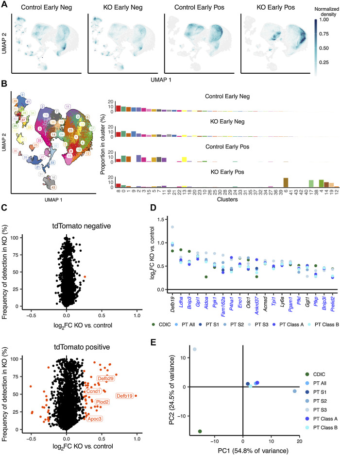 Figure 3. Biallelic Vhl inactivation entrains early cell-specific transcriptomic changes in RTE cells. A, Density plot depicting UMAP distribution of tdTomato-negative and -positive cells from kidneys of Control and KO mice harvested early after recombination. B, Left, UMAP plot depicting cells from Control and KO mice harvested early after recombination colored by UMAP clusters. Right, proportion of cells from each condition belonging to any cluster. C, Scatter plot depicting frequency of expression in tdTomato-negative (top) or tdTomato-positive (bottom) cells from KO mice against log2-fold change (log2FC) between cells from KO versus Control mice for all genes at the early time point. Orange, significantly regulated genes. Genes explicitly mentioned in the main text are labeled. D, Scatter plot depicting log2-fold change between tdTomato-positive cells from KO versus Control for genes significantly regulated in every renal cell identity. Blue, names of HIF target genes. E, PCA of gene expression changes early after Vhl inactivation in different renal cell identities. A–E, scRNA-seq data are shown for n = 3F, 1M for Control negative; n = 3F, 1M mice for Control positive samples; n = 2F, 1M mice for KO negative samples; n = 2F, 2M mice for KO-positive samples.