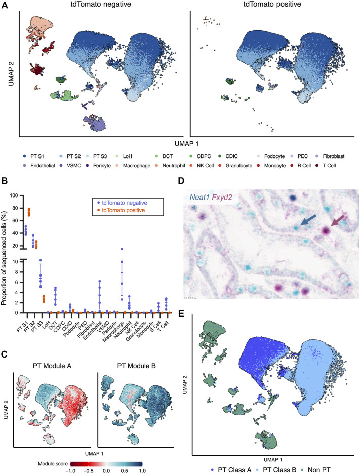 Figure 2. scRNA-seq on flow-sorted renal cells. A, UMAP plot of tdTomato-negative (left) or tdTomato-positive cells (right) from kidneys of Control mice harvested at the early time point. Cells are colored by inferred cell type. LoH, loop of Henle; DCT, distal convoluted tubule; CD, collecting duct; PC, principal cell; IC, intercalated; PEC, parietal epithelial cell; VSMC, vascular smooth muscle cell; NK, natural killer cell. B, Proportion of sequenced cells inferred to be of each cell type in tdTomato-positive or tdTomato-negative populations from kidneys of Control mice harvested at the early time point. Median and interquartile range plotted. C, UMAP plot depicting expression of PT Module A (left) and PT Module B (right) genes in PT cells from Control mice. D, Representative in situ RNA hybridization exhibiting spatially distinct expression of Neat1 (blue) and Fxyd2 (red) mRNA in FFPE kidney cortex from Control mice harvested at the early time point. Scale bar, 10 μm. Magnification, ×40. E, UMAP plot depicting cells from Control mice at the early time point. Cells are colored by assigned PT Class. A–E, scRNA-seq data shown for n = 3 female (3F) and n = 1 male (1M) Control mice.