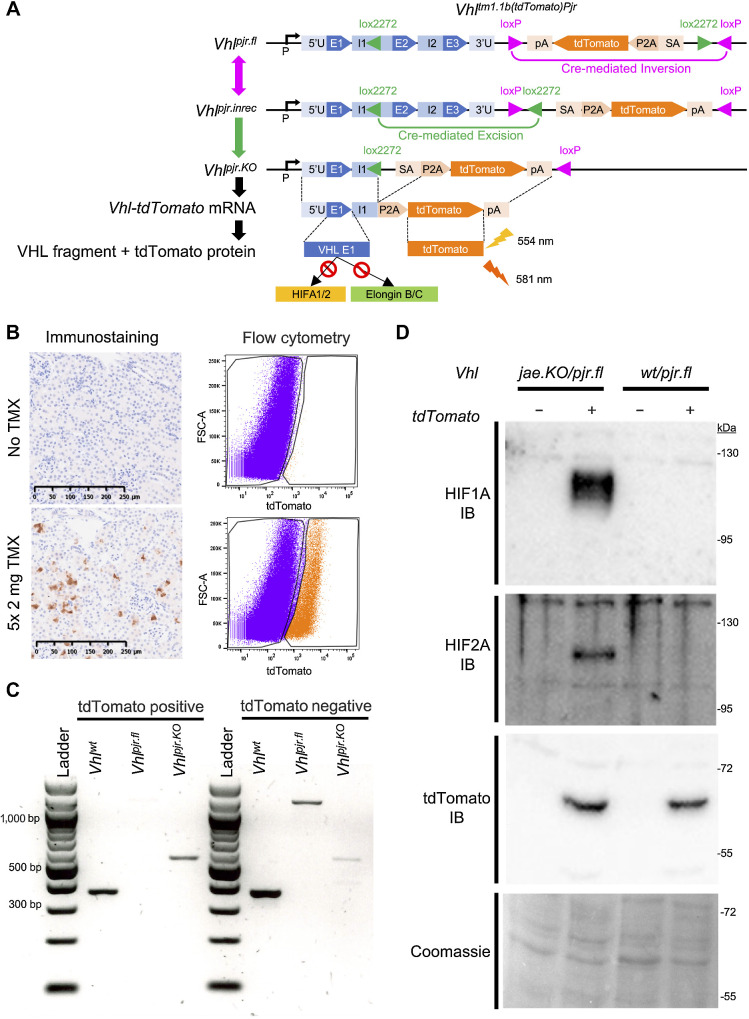 Figure 1. A novel reporter model for Vhl inactivation in the mouse kidney. A, Design and recombination of the cell marking conditional Vhlpjr allele. Double and single arrows indicate reversible and irreversible processes, respectively. Vhlpjr.fl, Vhlpjr.inrec, and Vhlpjr.KO refer to “floxed,” “incompletely recombined,” and “knockout” forms of the Vhlpjr allele. P, Vhl promoter; U, untranslated region; E, Vhl exon; I, Vhl intron; pA, polyadenylation site; P2A, porcine teschovirus 2A peptide; SA, splice acceptor. Dashed lines, spliced and translated regions; lightning symbols, excitation and emission wavelengths for tdTomato fluorescence. Red stop sign indicates no interaction between VHL exon 1 fragment and HIFA-1/2 or Elongin B/C. B, Representative tdTomato IHC counterstained with hematoxylin in kidney sections and tdTomato fluorescence-based flow cytometry on renal cells from Vhlwt/pjr.fl; Pax8-CreERT2 mice untreated (top) or given 5 × 2 mg tamoxifen (TMX; bottom) and harvested at the early time point. Scale bar, 250 μm. Magnification, ×20. FACS gates are shown. C, Gel electrophoresis of genomic PCR for Vhlwt, Vhlpjr.fl, and Vhlpjr.KO alleles performed on FAC-sorted tdTomato-positive (left) or tdTomato-negative (right) cells from kidneys of Vhlwt/pjr.fl; Pax8-CreERT2 mice given tamoxifen and harvested at the early time point. D, Representative immunoblots (IB) for HIF1A, HIF2A, or tdTomato protein in tdTomato-negative (−) or tdTomato-positive (+) cells sorted by flow cytometry from dissociated kidneys of Vhljae.KO/pjr.fl or Vhlwt/pjr.fl Pax8-CreERT2 mice given 5 × 2 mg tamoxifen and harvested at the early time point (n = 3 per genotype).