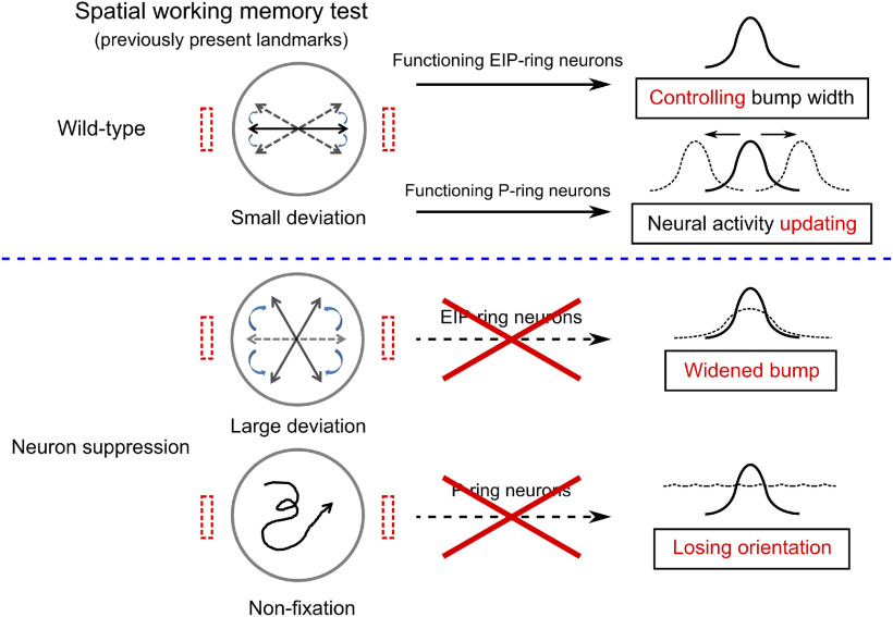 graphic file with name ENEURO.0537-20.2021_f007.jpg