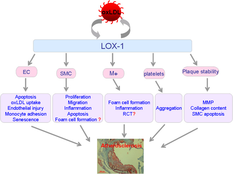 Fig. 1