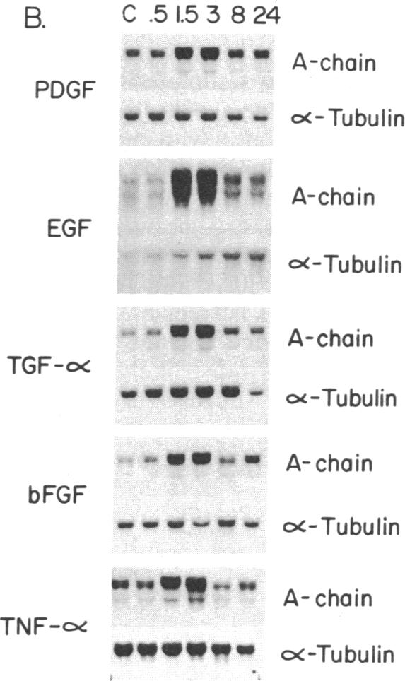 graphic file with name pnas00243-0311-b.jpg