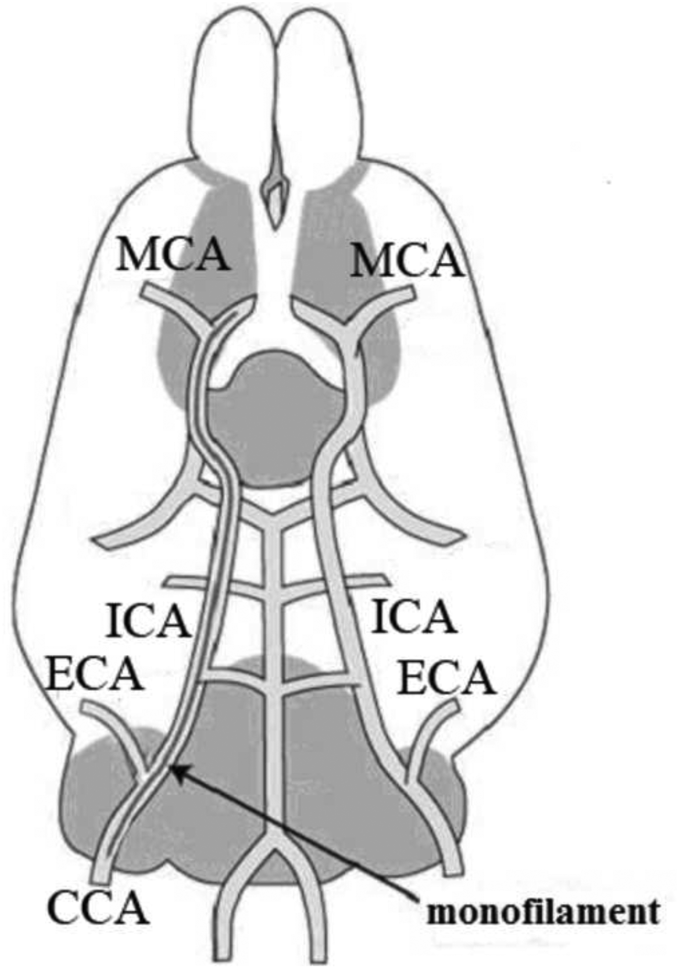 Figure 2: