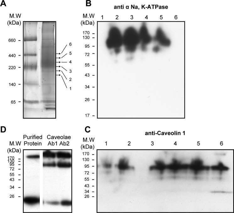 FIGURE 9.