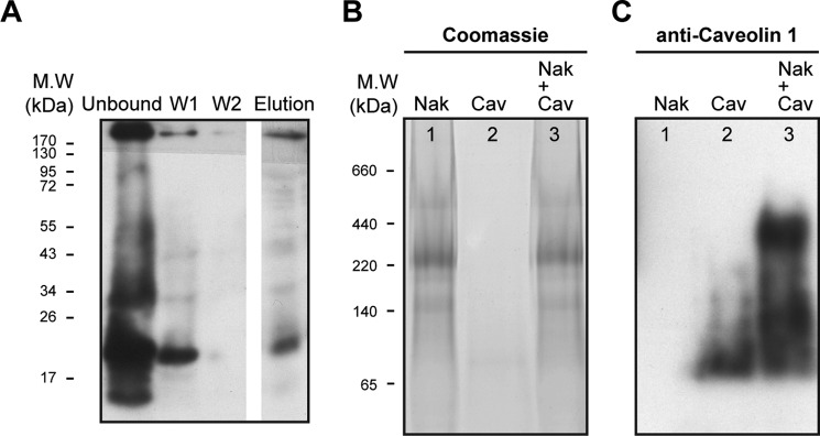 FIGURE 7.