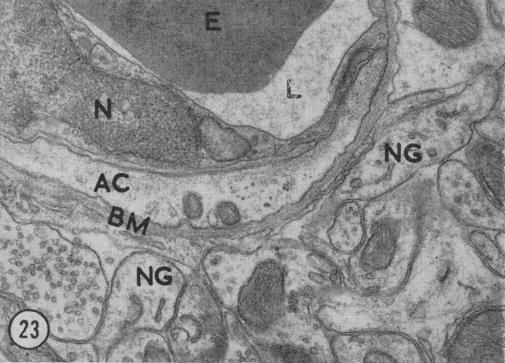 Fig. 23