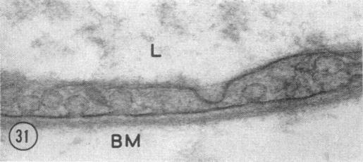 Fig. 31