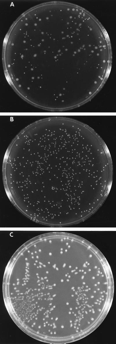 FIG. 3