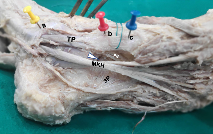 Fig. 8
