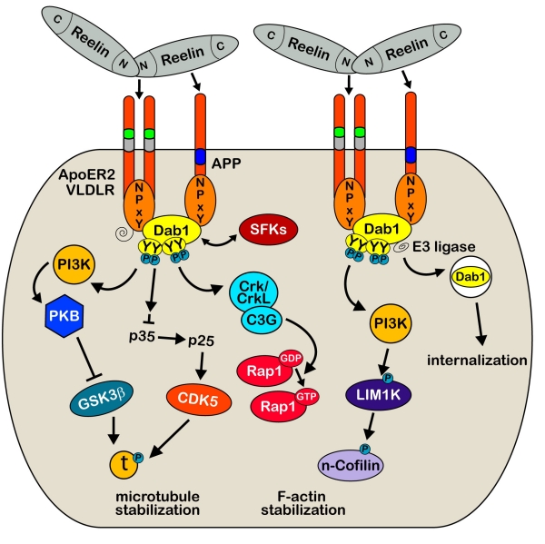 Figure 1: