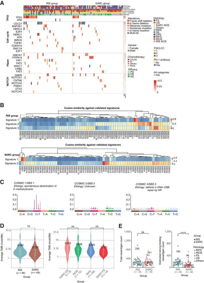 Figure 3. TMB and CNV in RIS compared with those in primary sarcomas. A, Heat maps for mutated genes in important pathways in the RIS group and the SARC group. NOS, not otherwise specified. B and C, COSMIC mutational signature analysis and nucleotide change type analysis (C) of RIS and primary sarcomas. D, TMB in RIS and primary sarcomas, including comparison between subtypes. The numbers in the plot indicate mean value. E, The predicted total tumor neoantigen burden (left) and the predicted strong binding neoantigen counts (right) in the RIS group and the SARC group. The numbers in the plot indicate mean value. Error bars indicate mean ± SD. ****, P < 0.0001.