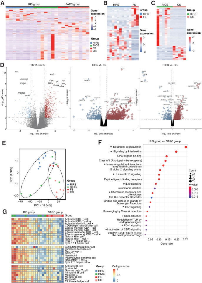 Figure 1. Gene expression profiles of RIS and primary sarcomas. A, The unsupervised hierarchical clustering separating the RIS group and the SARC group according to their gene expression profiles. B and C, Heat maps showing differences in gene expression profiles between RIFS and fibrosarcoma subtypes (B) and between RIOS and osteosarcoma subtypes (C). D, Volcano plot showing upregulated and downregulated genes in the RIS group versus the SARC group, the RIFS group versus the fibrosarcoma group, and the RIOS group versus the osteosarcoma group. E, PCA separating samples of the RIS group and the SARC group. F, Twenty significantly upregulated pathways in the RIS group compared with the SARC group identified by functional annotations of DEG to the Reactome database. GPCR, G protein–coupled receptor; FCGR, Fc fragment of IgG receptor. *, immune-related pathways. G, Relative abundances of activated immune cells and immunosuppression-related cells in RIS and in primary sarcomas. ▴, P < 0.05 (RIS vs. SARC). FS, fibrosarcoma; OS, osteosarcoma; RIFS, radiation-induced fibrosarcoma; RIOS, radiation-induced osteosarcoma; RIS, radiation-induced sarcoma; SARC, primary sarcoma.