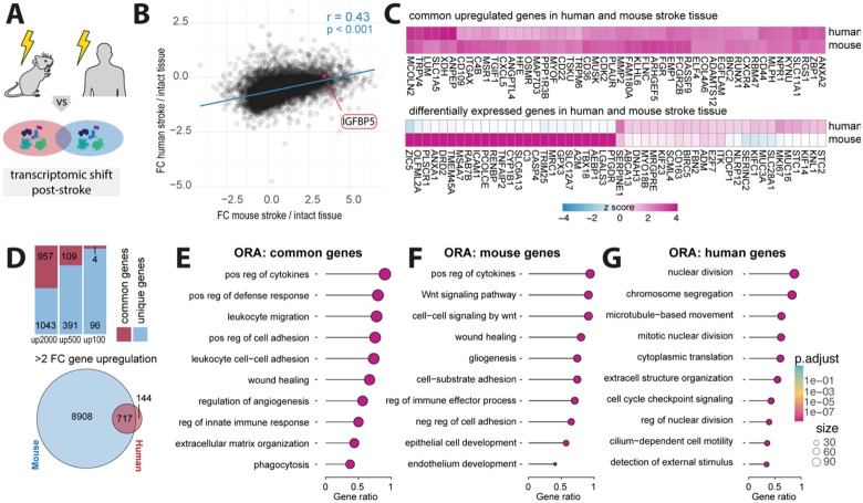 Fig 4: