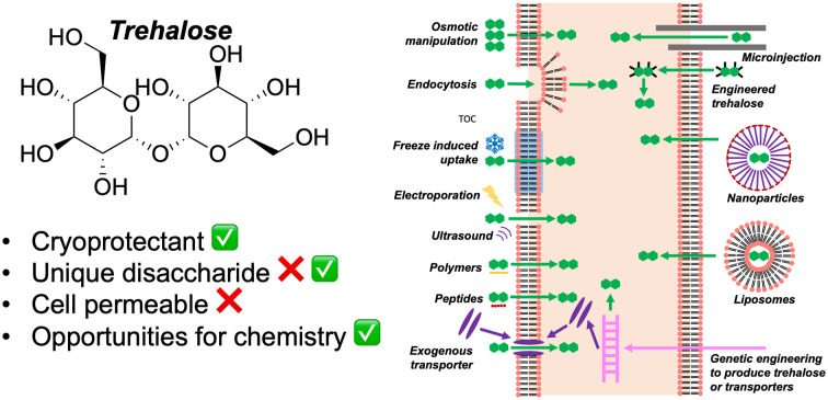 graphic file with name d4md00174e-ga.jpg