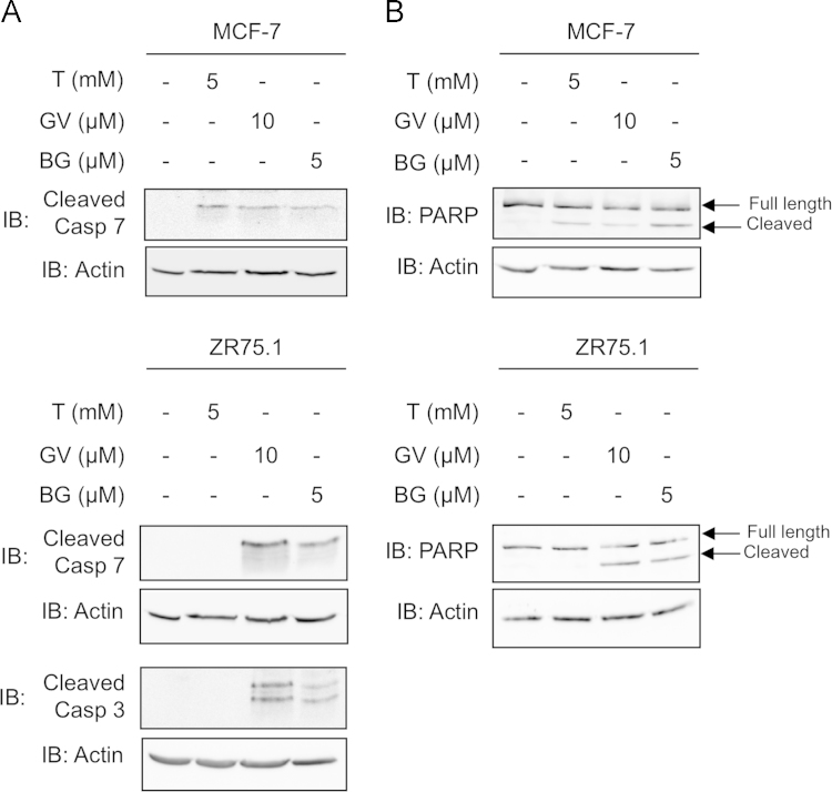 Fig. 6