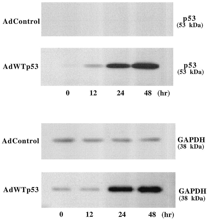 Fig. 11.