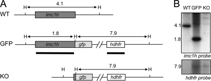 FIGURE 2.