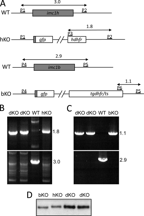 FIGURE 5.