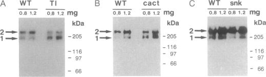 graphic file with name pnas01134-0144-a.jpg