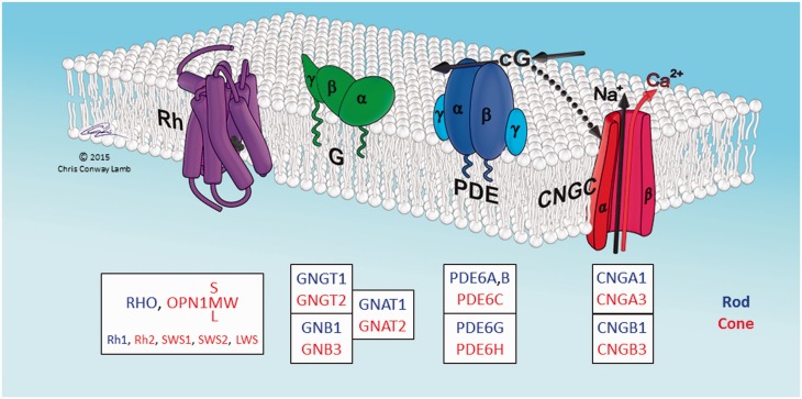 Fig. 1