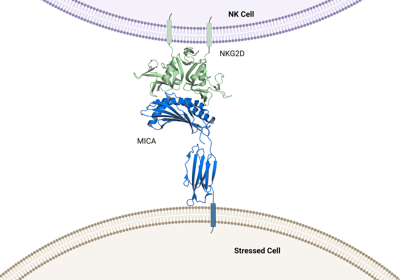 A 3D structure of MICA protein on a stressed cell is depicted bound to NKG2D represented as a 3D structure on an NK cell.