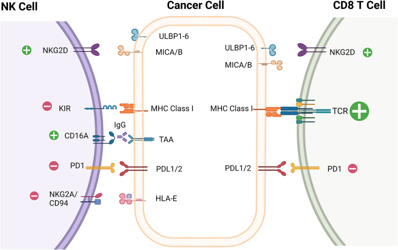 Depicted from left to right are: NK cell, cancer cell and CD 8+ T cell. Receptors and corresponding ligands are displayed on the cells and depicted as icons.