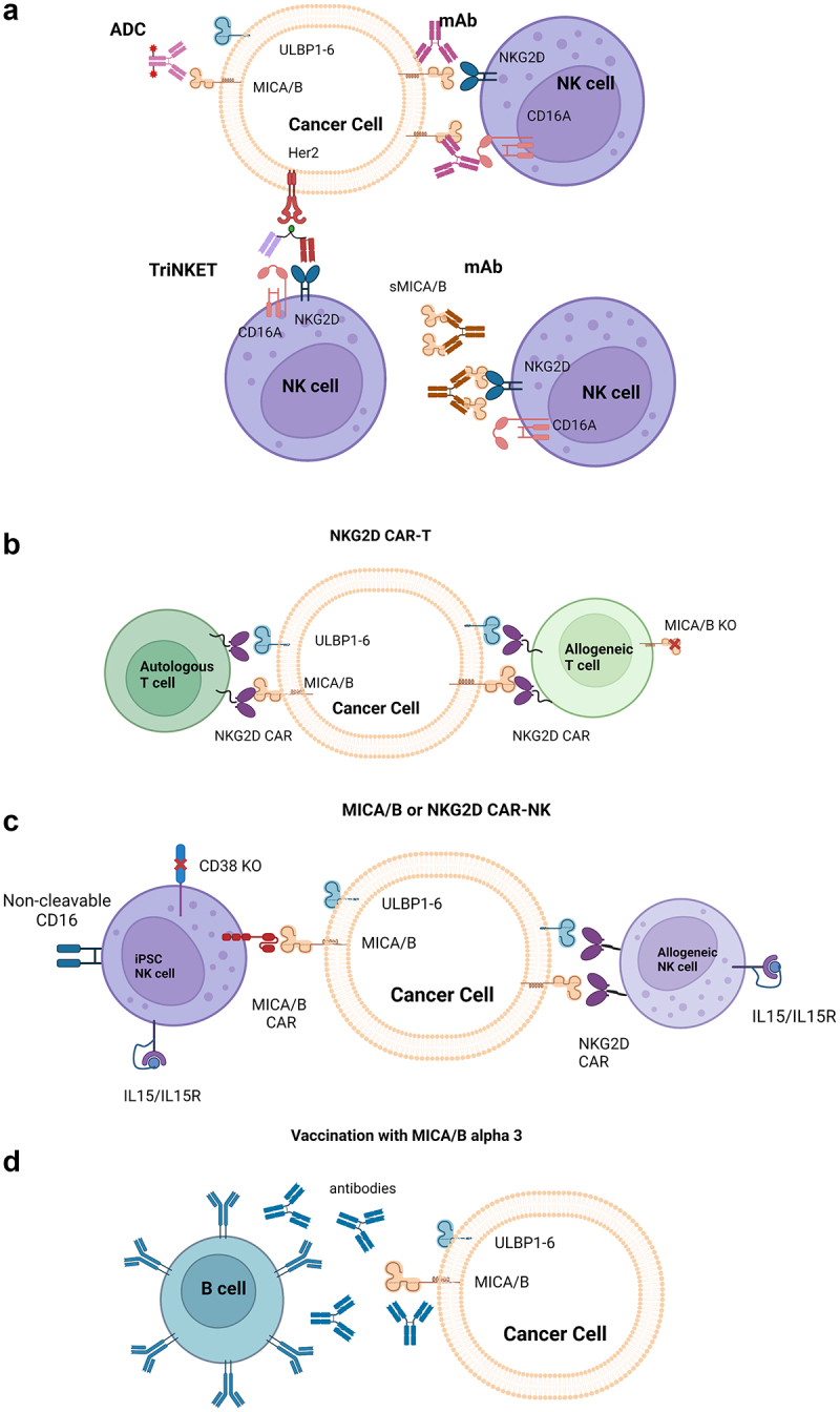 An illustration using icons to represent protein, cell-based and vaccine therapeutics that target cancer cells expressing NKG2D ligands.