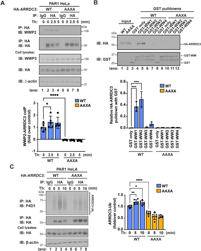 FIGURE 3: