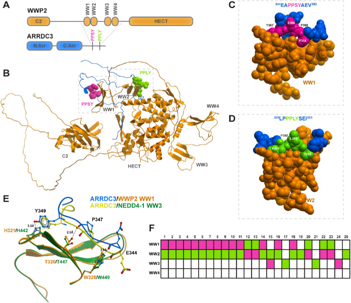 FIGURE 2: