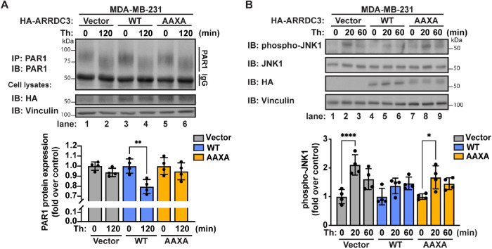 FIGURE 4: