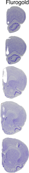 Figure 1—figure supplement 1.
