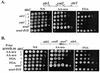 FIG. 2.