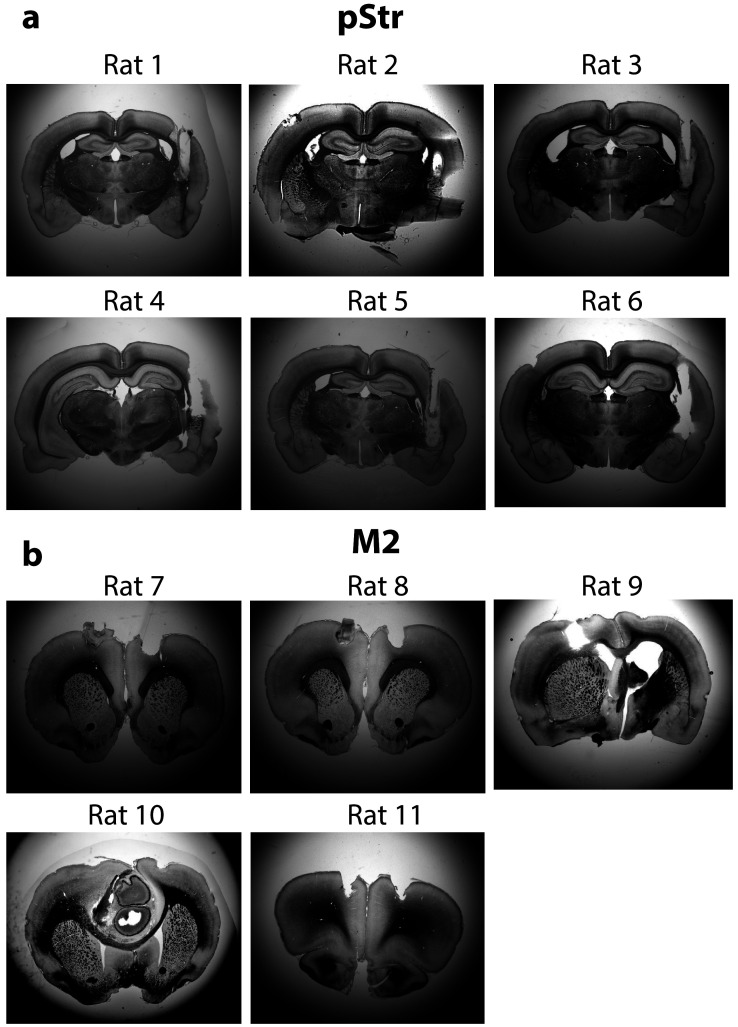 Figure 5—figure supplement 2.