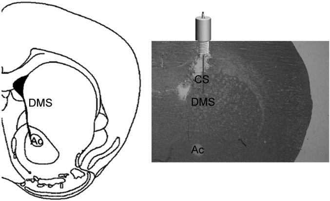 Fig. S4.