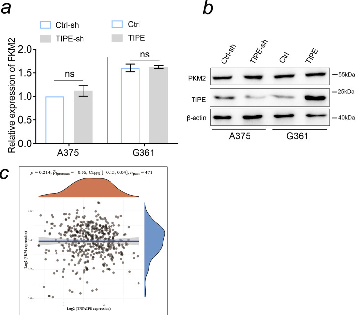 Figure 2—figure supplement 2.