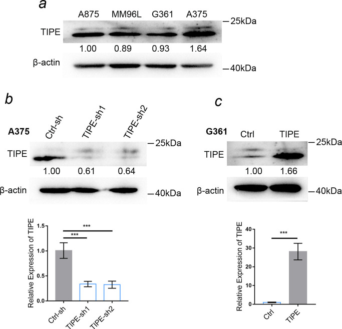 Figure 1—figure supplement 1.