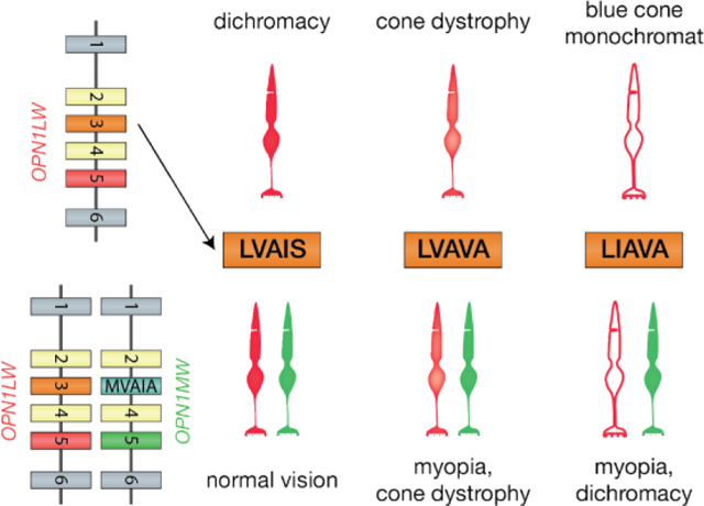 graphic file with name nihms-1532895-f0001.jpg