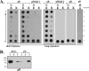 FIG. 5.