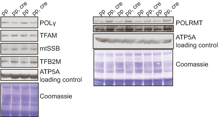 Figure 11.