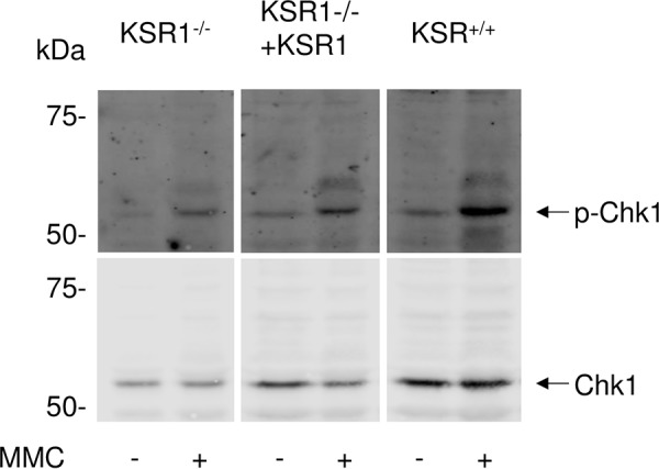 Figure 5.