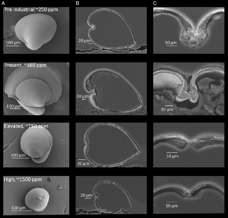 Figure 6: