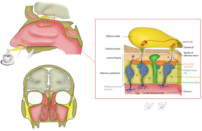 Fig. 2