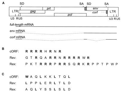 FIG. 1