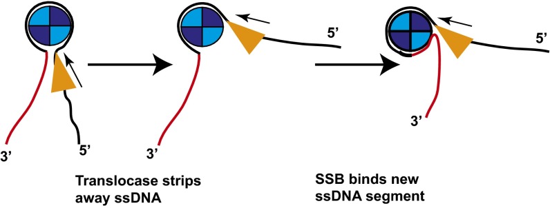 Fig. 5.