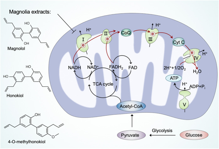 FIGURE 4