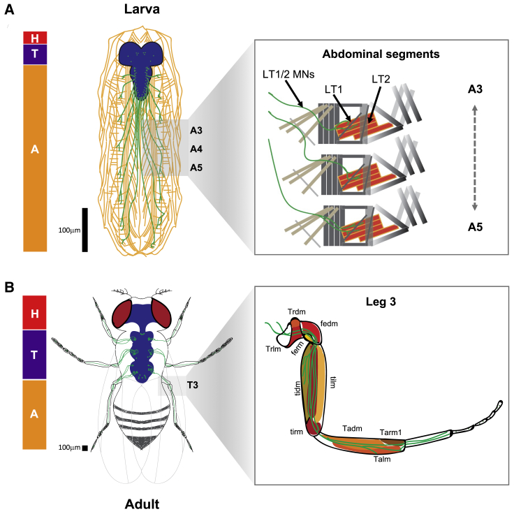 Figure 7