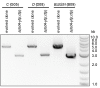 Figure 2—figure supplement 2.